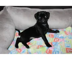 Purebred Pug Puppies for Sale - 17