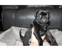 Purebred Pug Puppies for Sale - 18