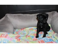 Purebred Pug Puppies for Sale - 19