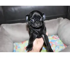 Purebred Pug Puppies for Sale - 20