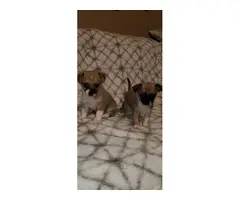 Gorgeous Chiweenie puppies - 9