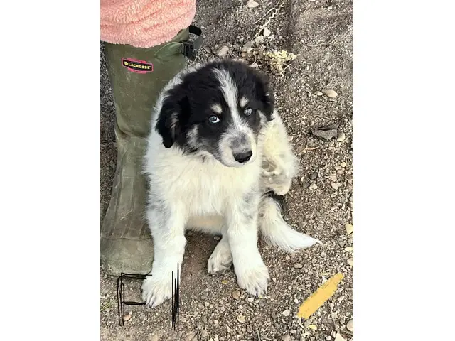 Great pyrenees rough collie mix - 4/11