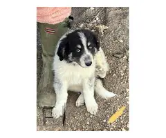 Great pyrenees rough collie mix - 4