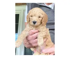 Miniature Golden Doodle Puppies for Sale