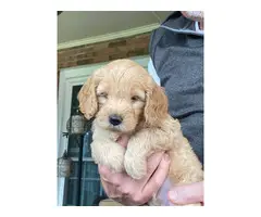 Miniature Golden Doodle Puppies for Sale - 2
