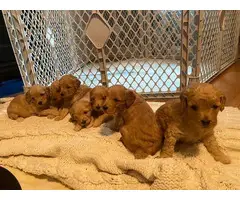 Miniature Golden Doodle Puppies for Sale - 4