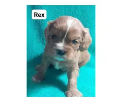 4 Cavalier King Charles Spaniel puppies for sale - 2