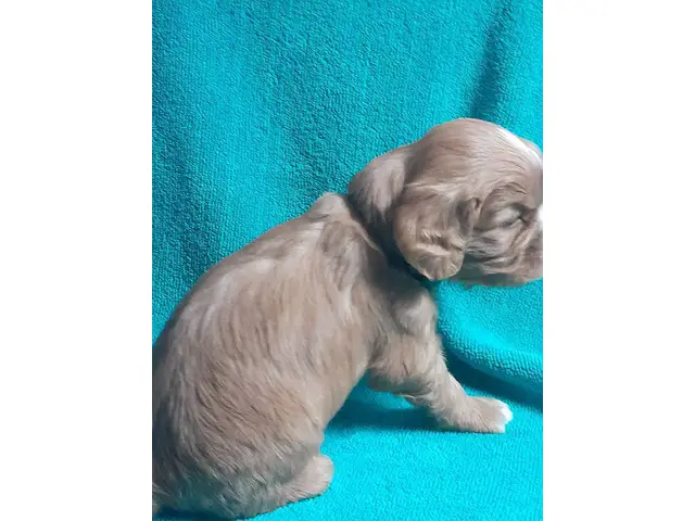 4 Cavalier King Charles Spaniel puppies for sale - 3/8