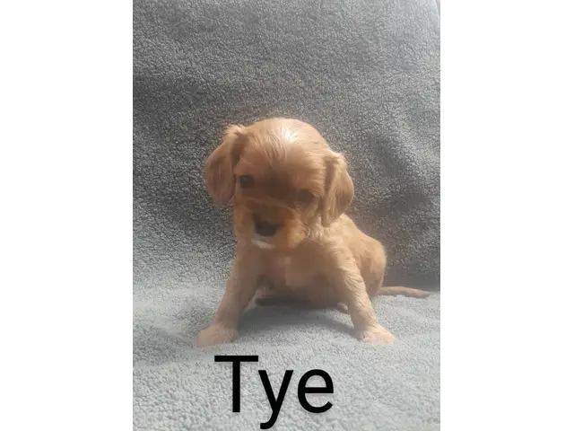 4 Cavalier King Charles Spaniel puppies for sale - 5/8