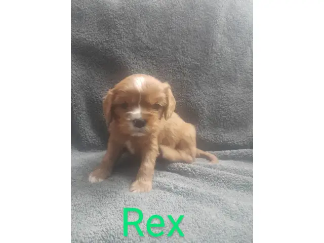 4 Cavalier King Charles Spaniel puppies for sale - 6/8