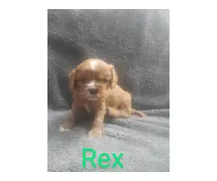 4 Cavalier King Charles Spaniel puppies for sale - 6