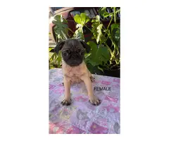 12 weeks old fawn-colored Pug puppies