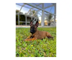 4 Belgian Malinois puppies available for sale