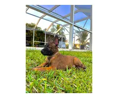 4 Belgian Malinois puppies available for sale - 2