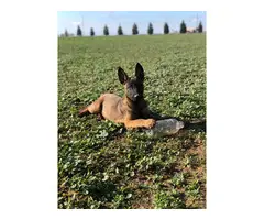 4 Belgian Malinois puppies available for sale - 3