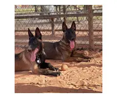 4 Belgian Malinois puppies available for sale - 4