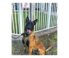 4 Belgian Malinois puppies available for sale - 5