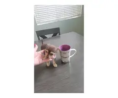 3 Chihuahua puppies needing a good home