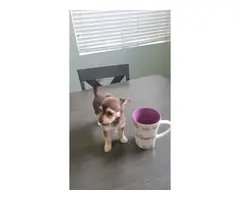 3 Chihuahua puppies needing a good home - 3