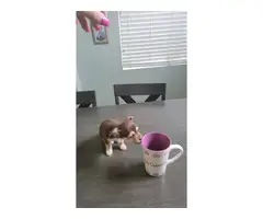 3 Chihuahua puppies needing a good home - 4