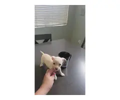 3 Chihuahua puppies needing a good home - 5