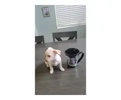 3 Chihuahua puppies needing a good home - 6