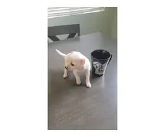 3 Chihuahua puppies needing a good home - 10