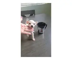 3 Chihuahua puppies needing a good home - 11