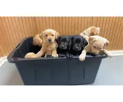 AKC Yellow and Black Labrador Retriever Puppies for Sale - 1