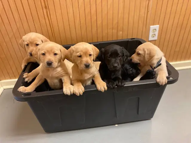 AKC Yellow and Black Labrador Retriever Puppies for Sale - 2/12