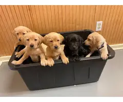 AKC Yellow and Black Labrador Retriever Puppies for Sale - 2
