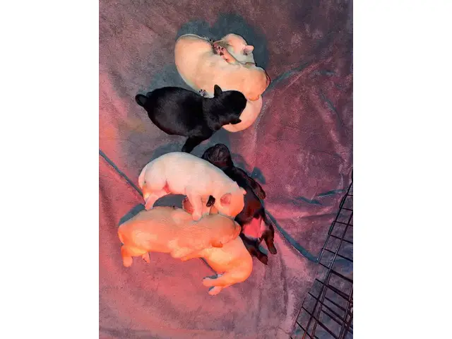 AKC Yellow and Black Labrador Retriever Puppies for Sale - 3/12