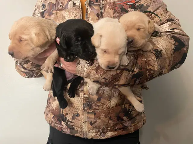 AKC Yellow and Black Labrador Retriever Puppies for Sale - 4/12