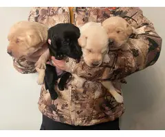 AKC Yellow and Black Labrador Retriever Puppies for Sale - 4