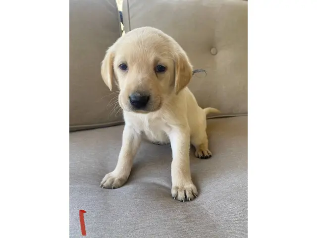 AKC Yellow and Black Labrador Retriever Puppies for Sale - 5/12