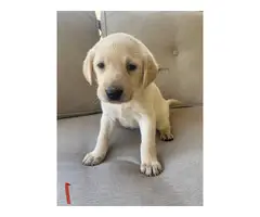 AKC Yellow and Black Labrador Retriever Puppies for Sale - 5