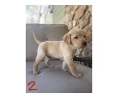AKC Yellow and Black Labrador Retriever Puppies for Sale - 6