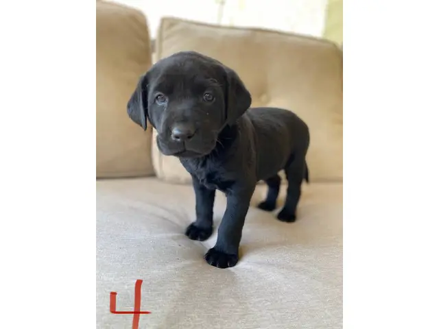 AKC Yellow and Black Labrador Retriever Puppies for Sale - 7/12