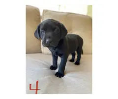 AKC Yellow and Black Labrador Retriever Puppies for Sale - 7
