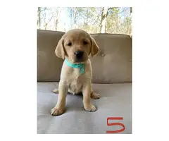 AKC Yellow and Black Labrador Retriever Puppies for Sale - 8