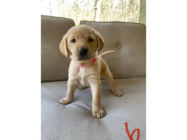 AKC Yellow and Black Labrador Retriever Puppies for Sale - 9/12