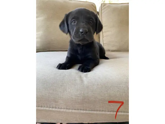 AKC Yellow and Black Labrador Retriever Puppies for Sale - 10/12