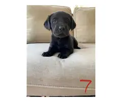 AKC Yellow and Black Labrador Retriever Puppies for Sale - 10