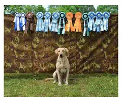 AKC Yellow and Black Labrador Retriever Puppies for Sale - 12