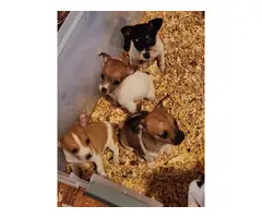 6 Rat Terrier Puppies for Sale