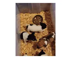 6 Rat Terrier Puppies for Sale - 2