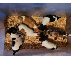 6 Rat Terrier Puppies for Sale - 5