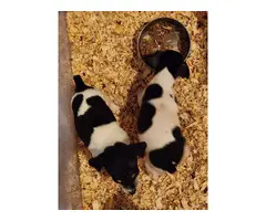 6 Rat Terrier Puppies for Sale - 8