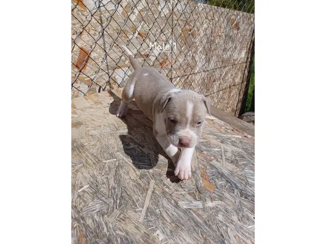 Blue Fawn Pitbull Puppies - 1/12