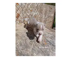 Blue Fawn Pitbull Puppies